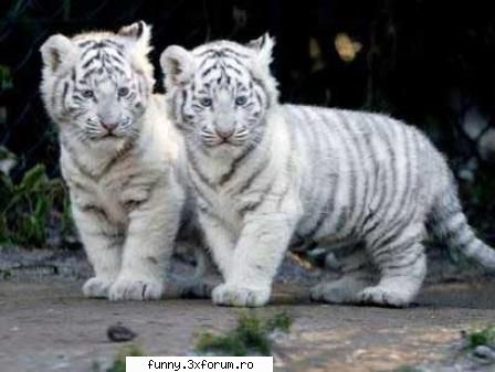 :d poze cu animale