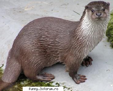 :wink2: poze cu animale
