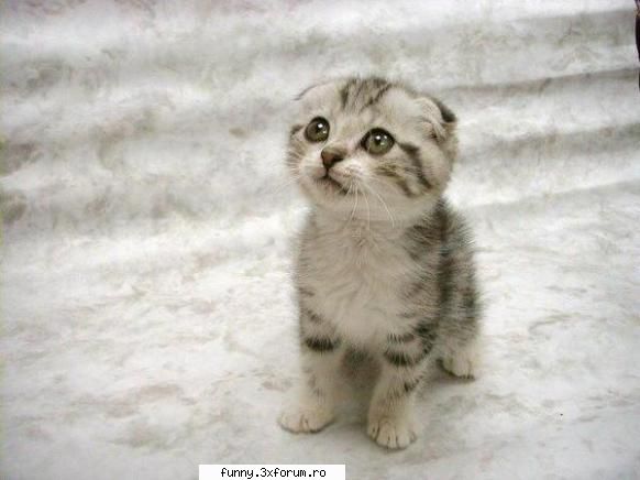 aww, zici ca-i inger poze cu animale