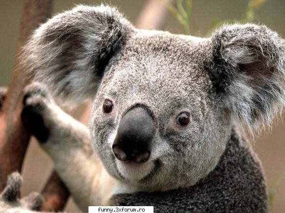 Poze cu animale - Super pozele Smiley - Poze